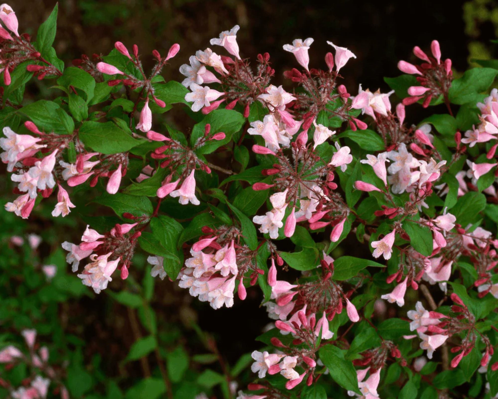 Abelia 'Edward Goucher'