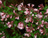 Abelia 'Edward Goucher'