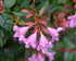 Abelia 'Edward Goucher'