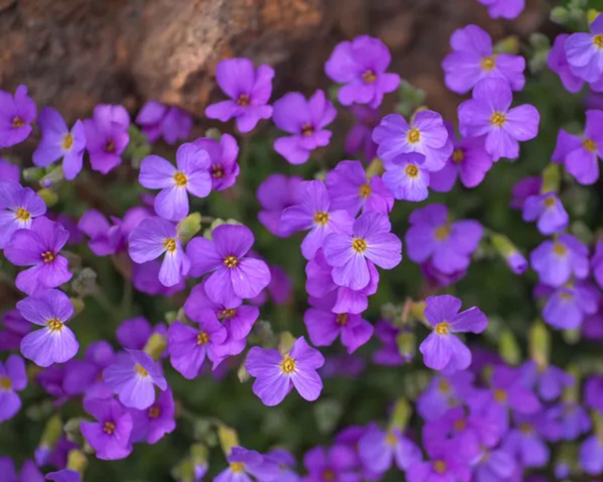 Aubrieta Deltoidea Cascade Purple