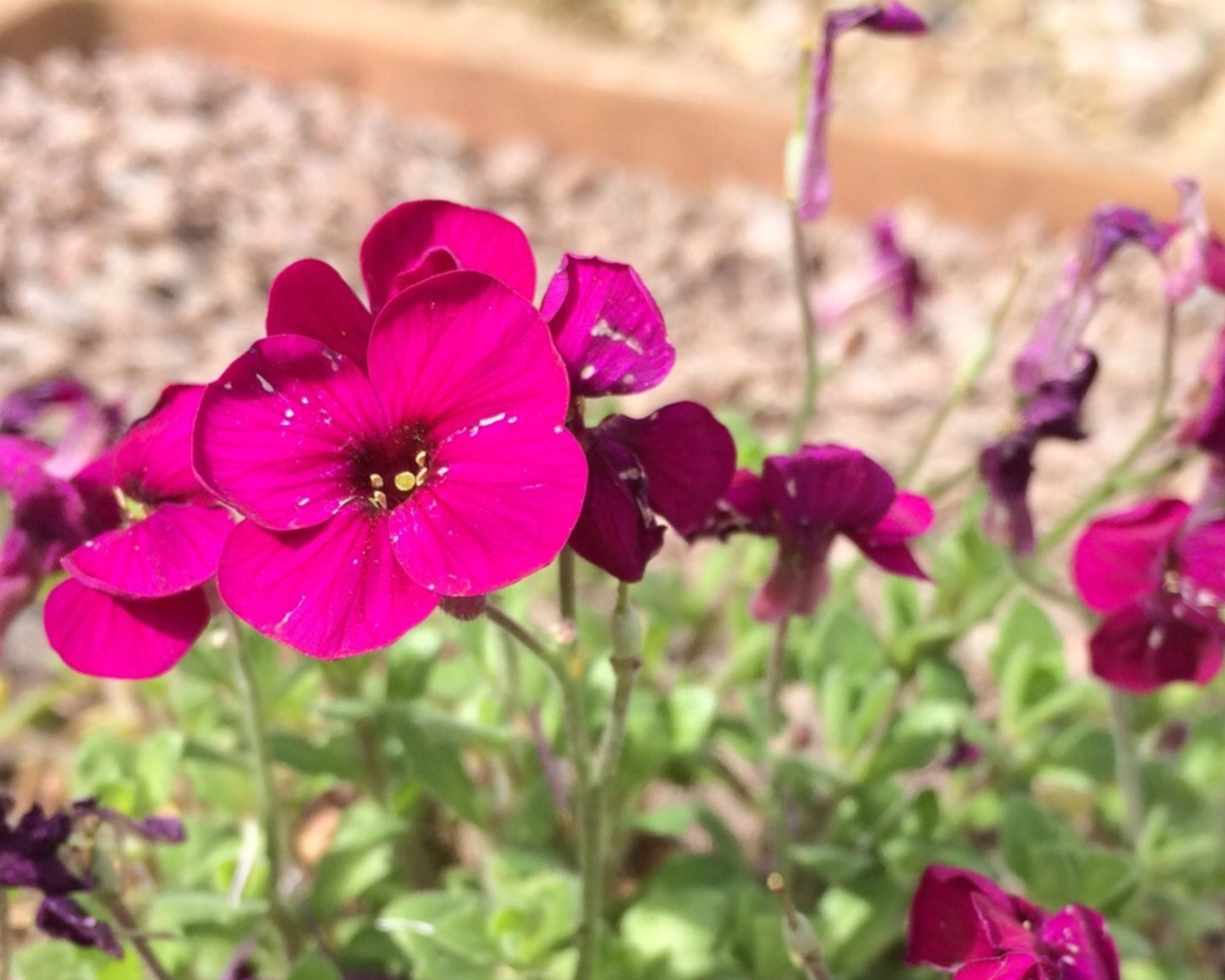 Aubrieta Deltoidea Cascade Red