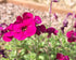 Aubrieta Deltoidea Cascade Red