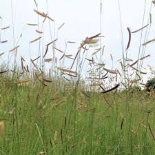 Bouteloua Gracilis 'Blue Grama'