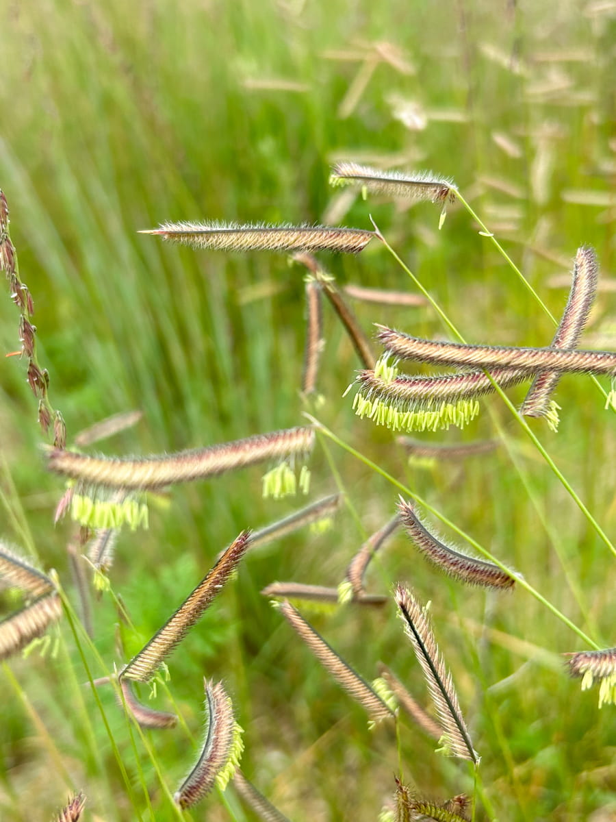 Bouteloua Gracilis 'Blue Grama'