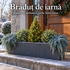 Brăduț de iarnă – jardinieră cu molid pitic, ienupăr și salbă, 5 plante