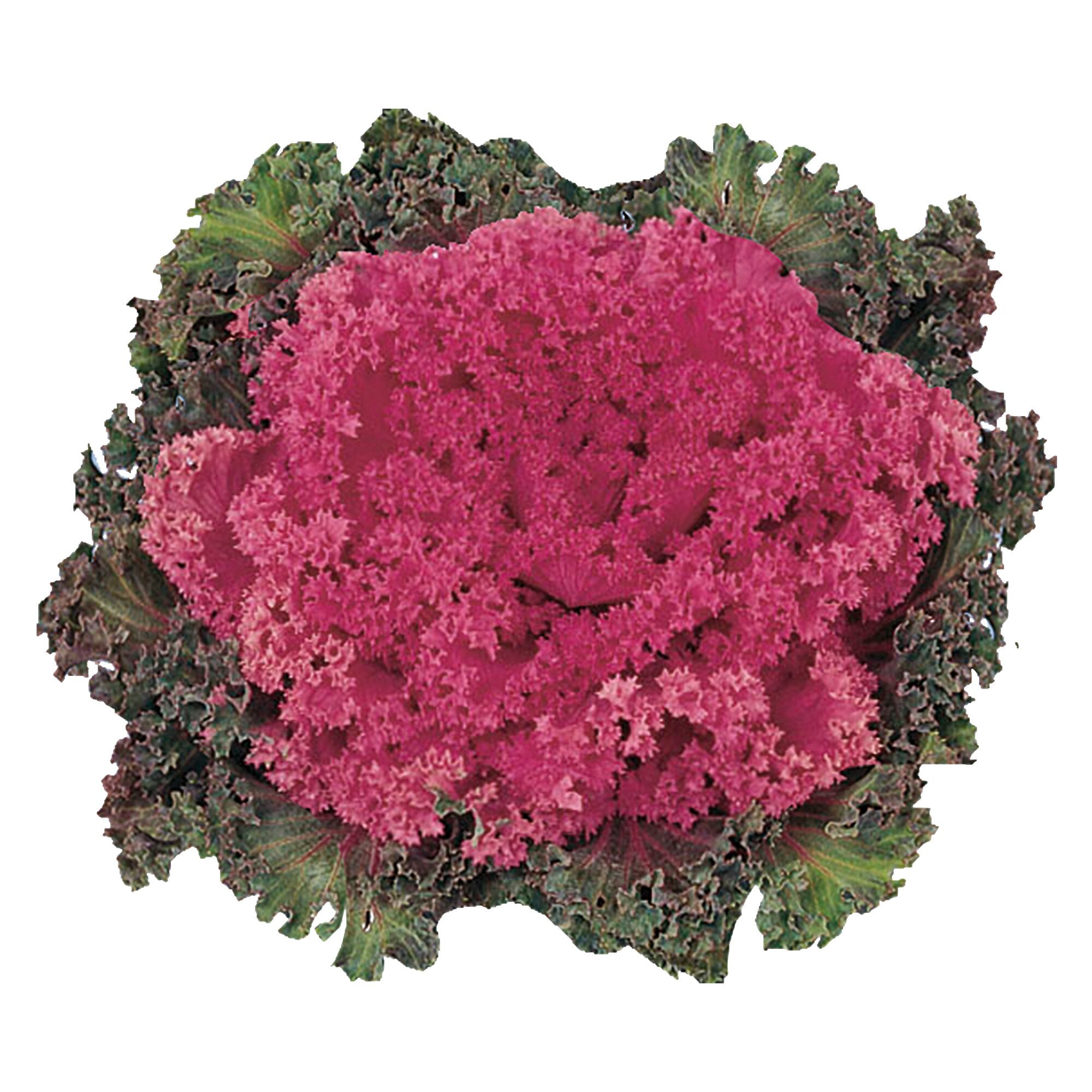 Varză ornamentală - Brassica oleracea King F1 ‘Rose’