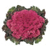 Varză ornamentală - Brassica oleracea King F1 ‘Rose’