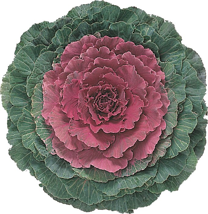 Varză ornamentală roșie - Brassica oleracea ‘Attraction F1 Red’