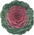 Varză ornamentală roșie - Brassica oleracea ‘Attraction F1 Red’