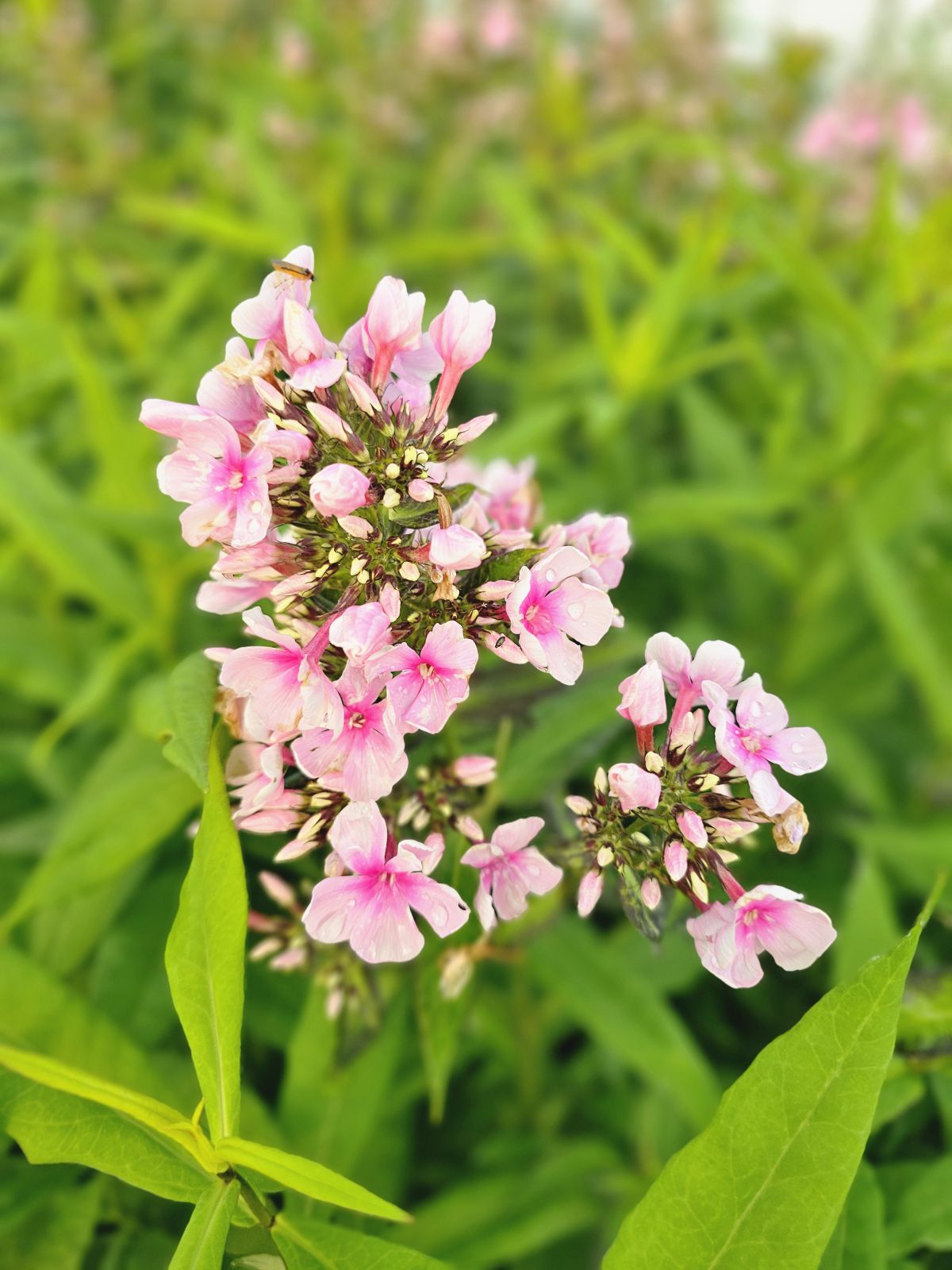 Brumărele Înalte - Phlox Paniculata 'Bright Eyes'