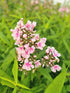 Brumărele Înalte - Phlox Paniculata 'Bright Eyes'