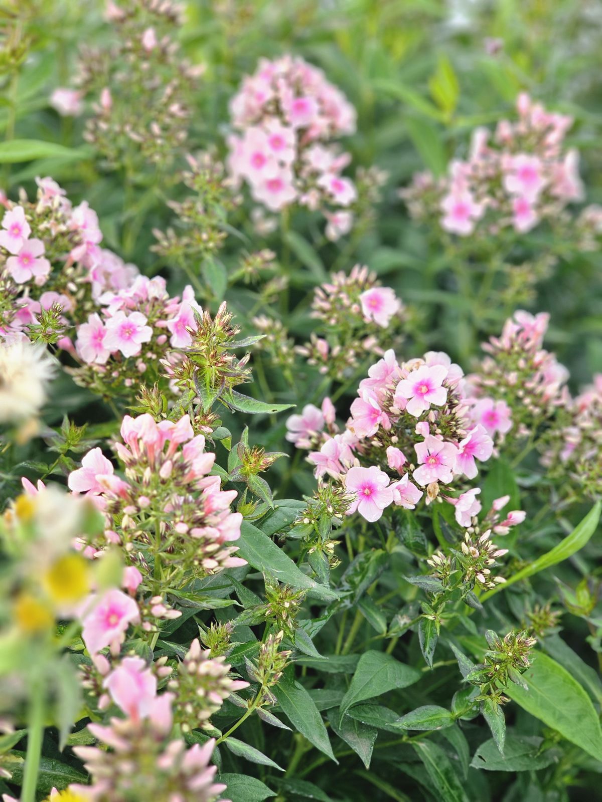 Brumărele Înalte - Phlox Paniculata 'Bright Eyes'