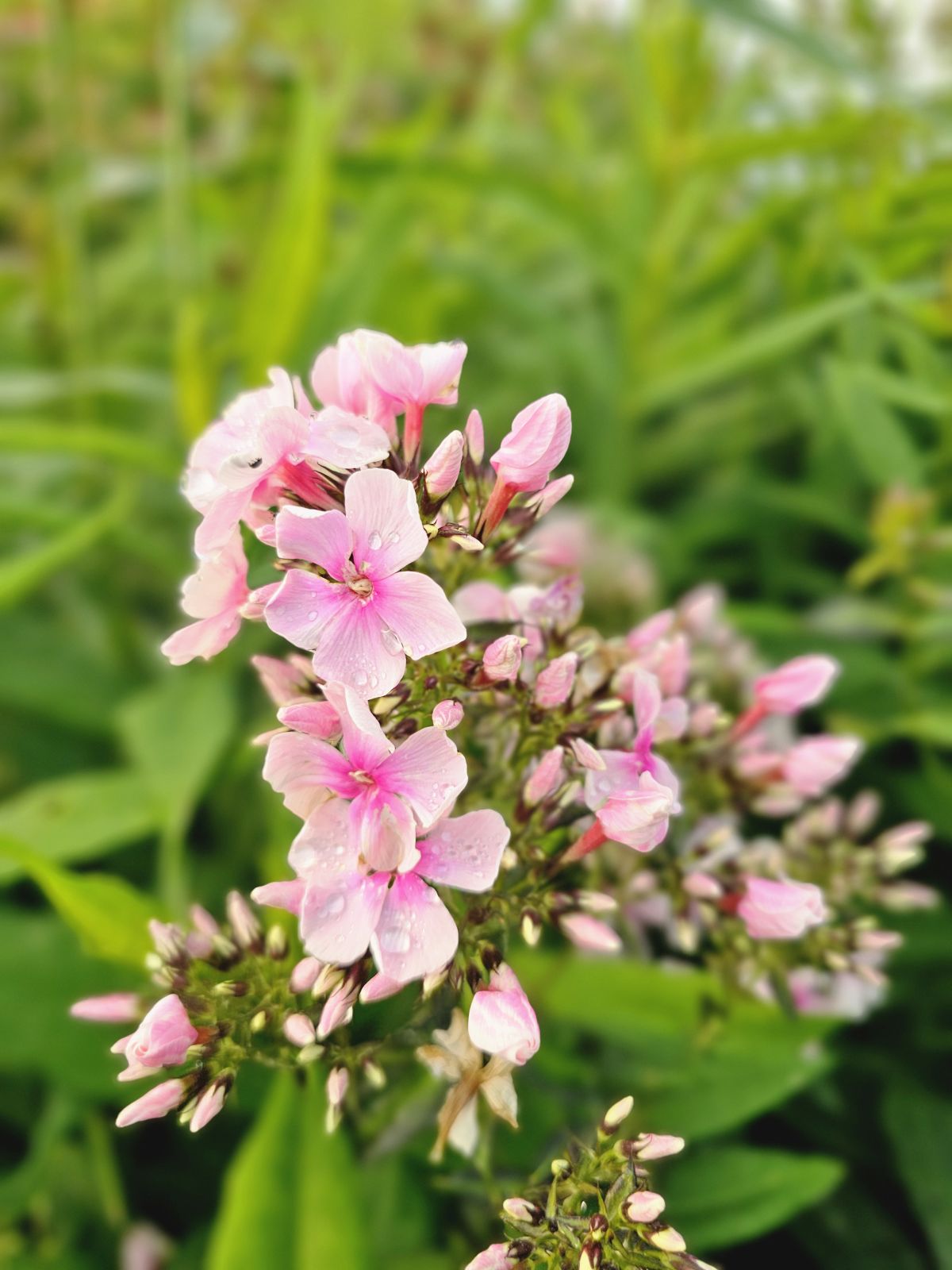 Brumărele Înalte - Phlox Paniculata 'Bright Eyes'