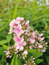 Brumărele Înalte - Phlox Paniculata 'Bright Eyes'