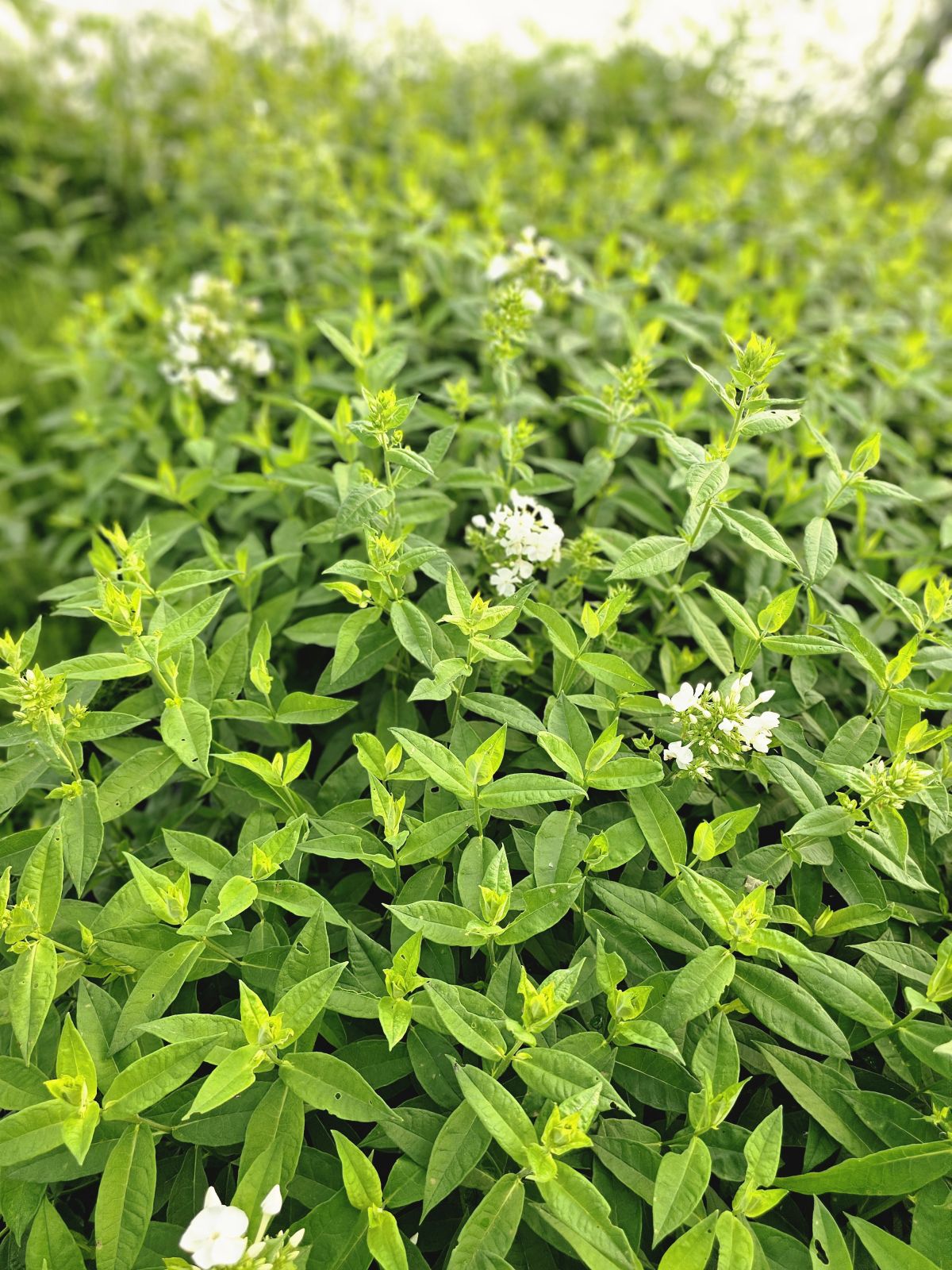 Brumărele Înalte - Phlox Paniculata 'David'