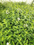 Brumărele Înalte - Phlox Paniculata 'David'