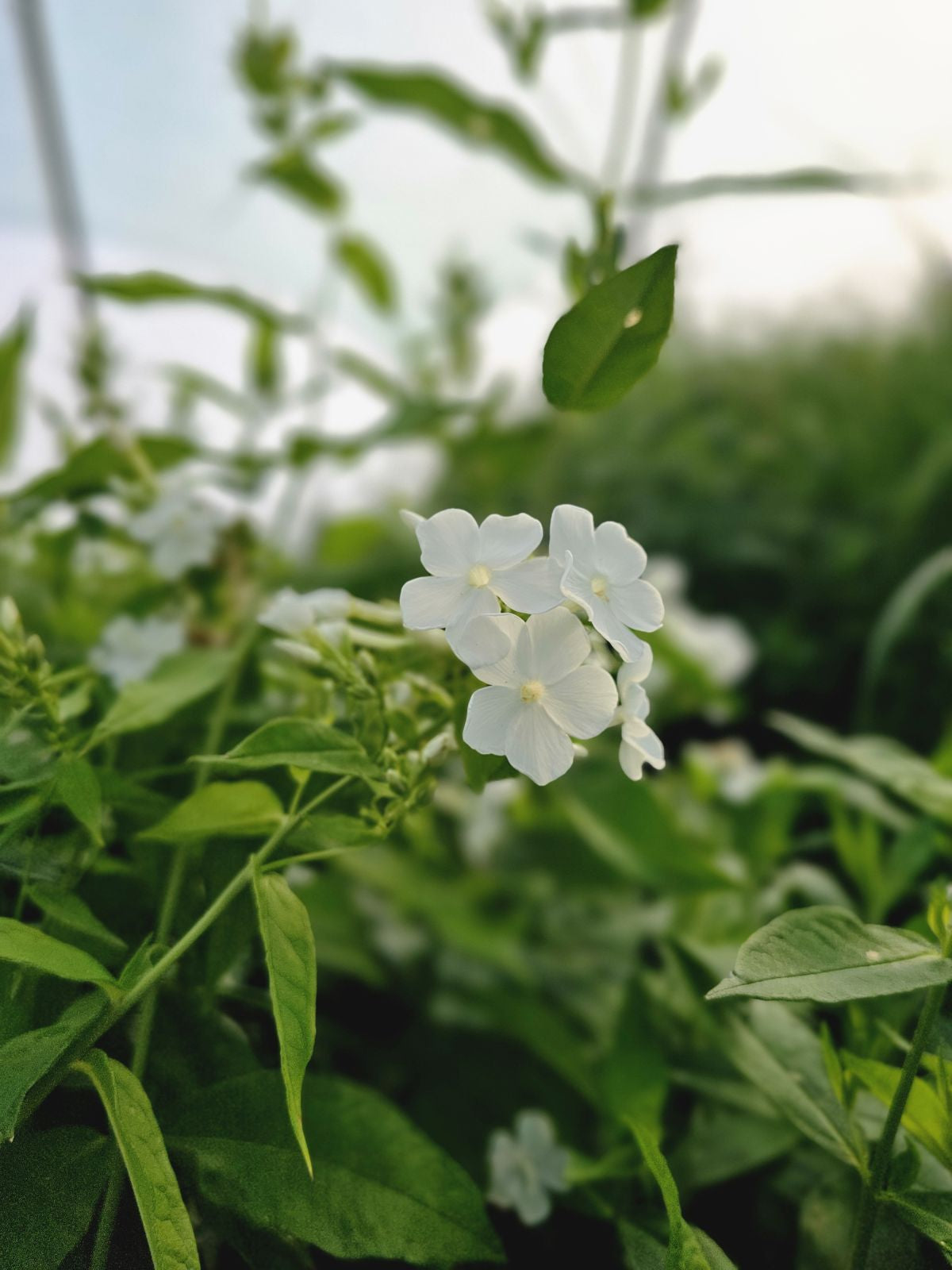 Brumărele Înalte - Phlox Paniculata 'David'