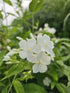 Brumărele Înalte - Phlox Paniculata 'David'