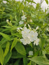 Brumărele Înalte - Phlox Paniculata 'David'