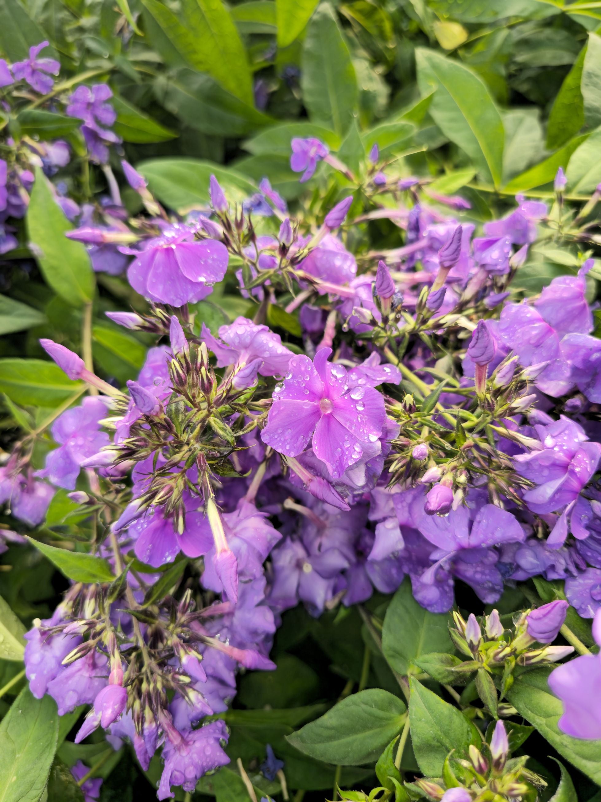 Brumărele Înalte - Phlox Paniculata 'Blue Paradise'