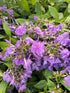 Brumărele Înalte - Phlox Paniculata 'Blue Paradise'