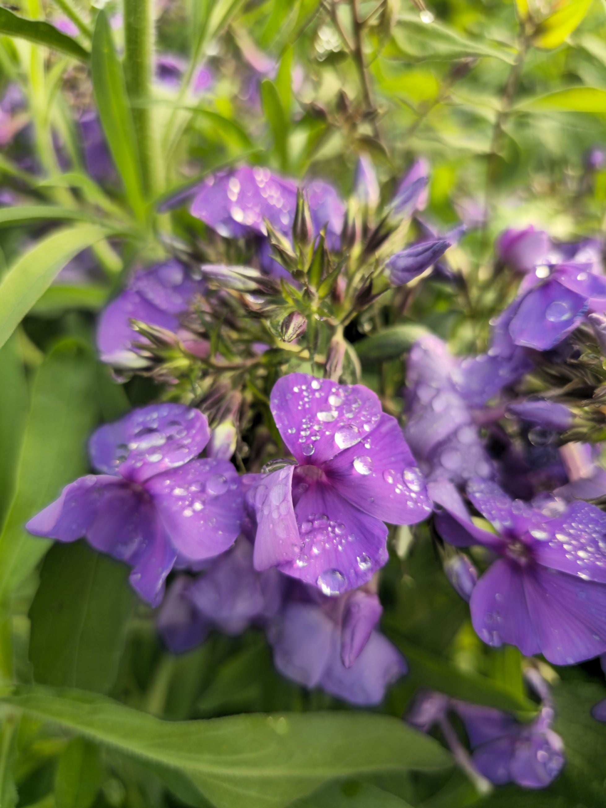 Brumărele Înalte - Phlox Paniculata 'Blue Paradise'
