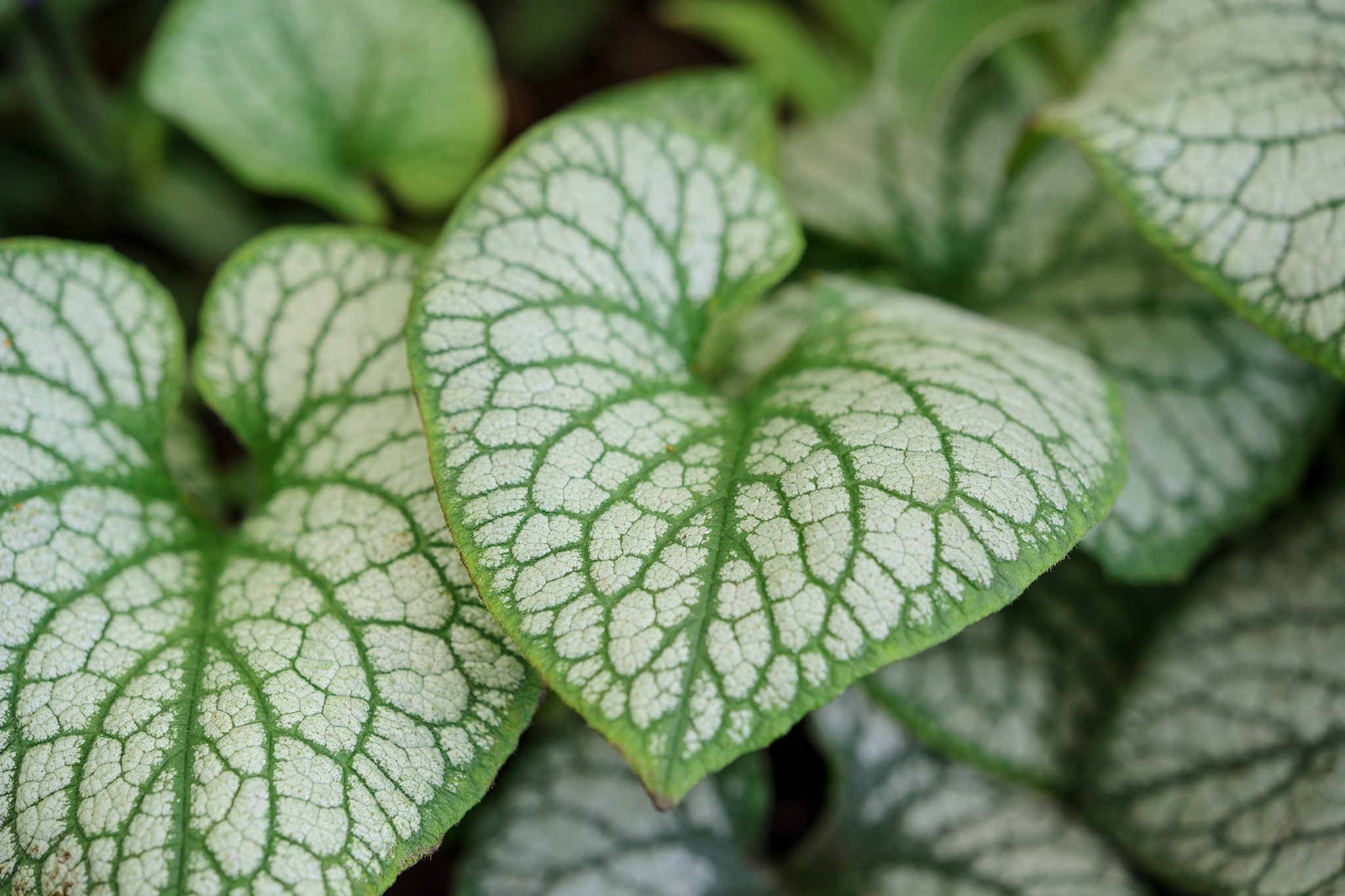 Nu-mă-uita caucazian - Brunnera macrophylla ‘Mega Heart’