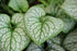 Nu-mă-uita caucazian - Brunnera macrophylla ‘Mega Heart’