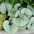 Nu-mă-uita caucazian - Brunnera macrophylla ‘Mega Heart’