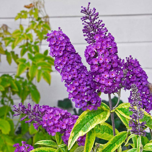 Liliac de vară - Buddleja davidii Santana