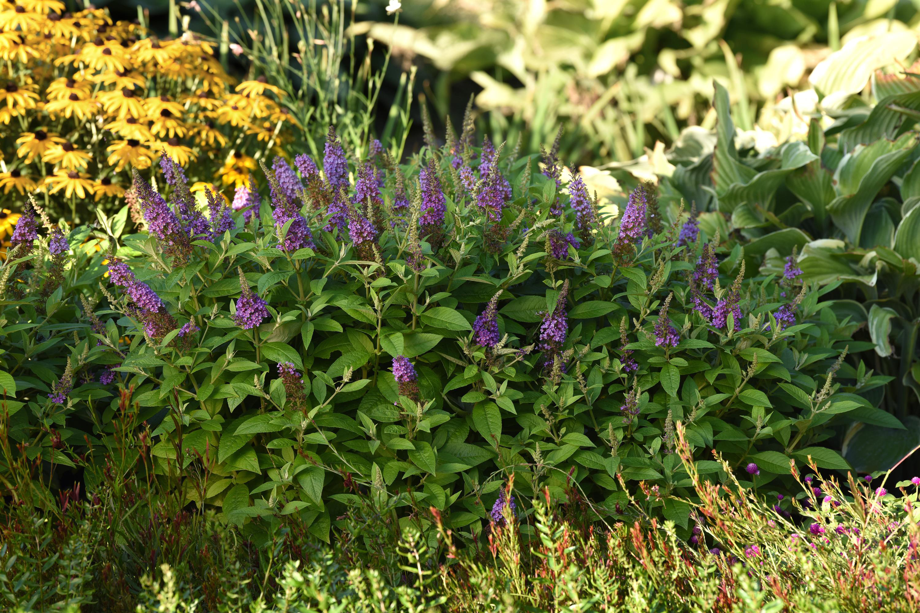 Liliac de vară compact - Buddleja davidii Chrysalis™ ‘Blue’