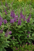 Liliac de vară compact - Buddleja davidii Chrysalis™ ‘Blue’