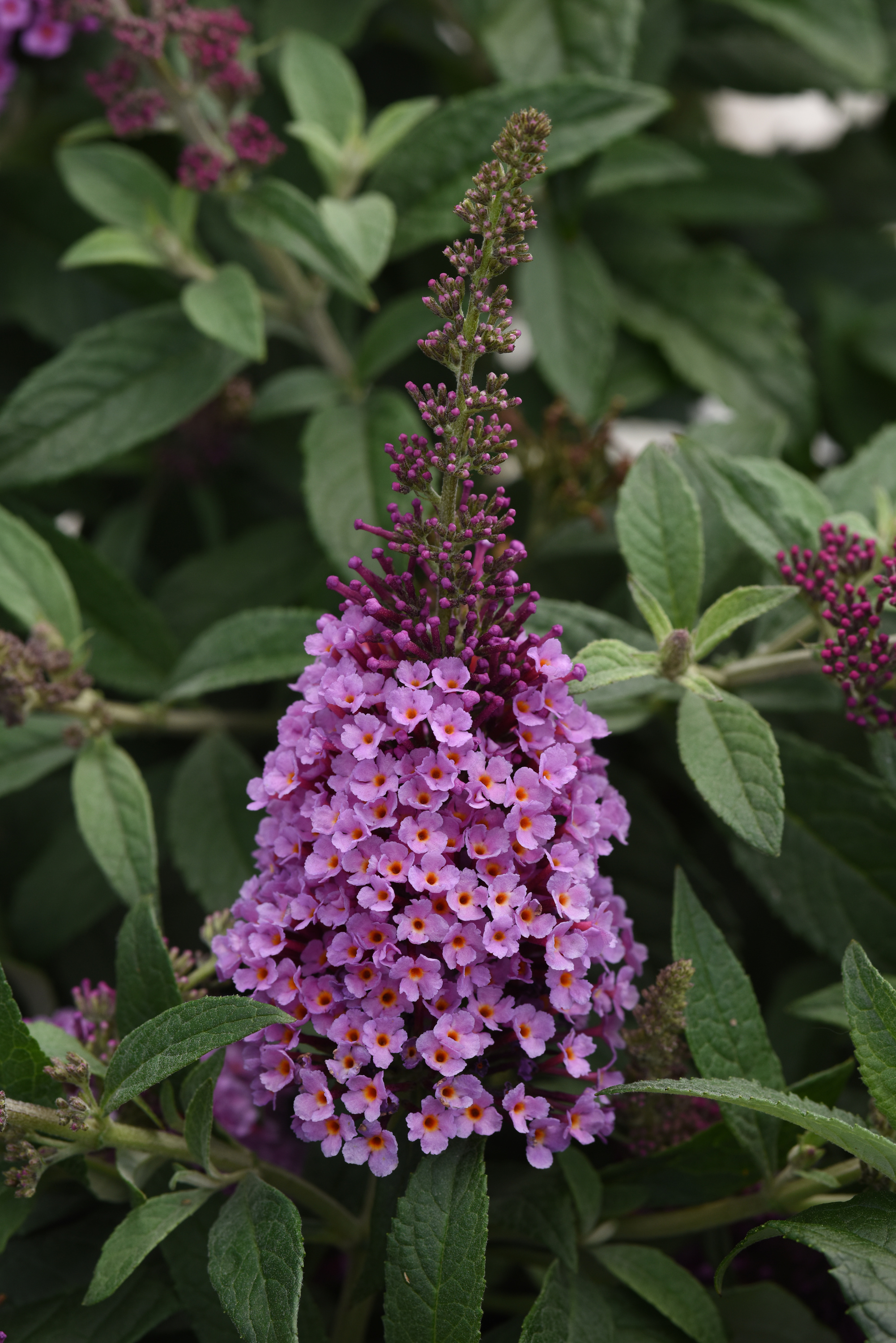 Lilliac de vară - Buddleja davidii Chrysalis™ ‘Pink’