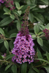 Lilliac de vară - Buddleja davidii Chrysalis™ ‘Pink’