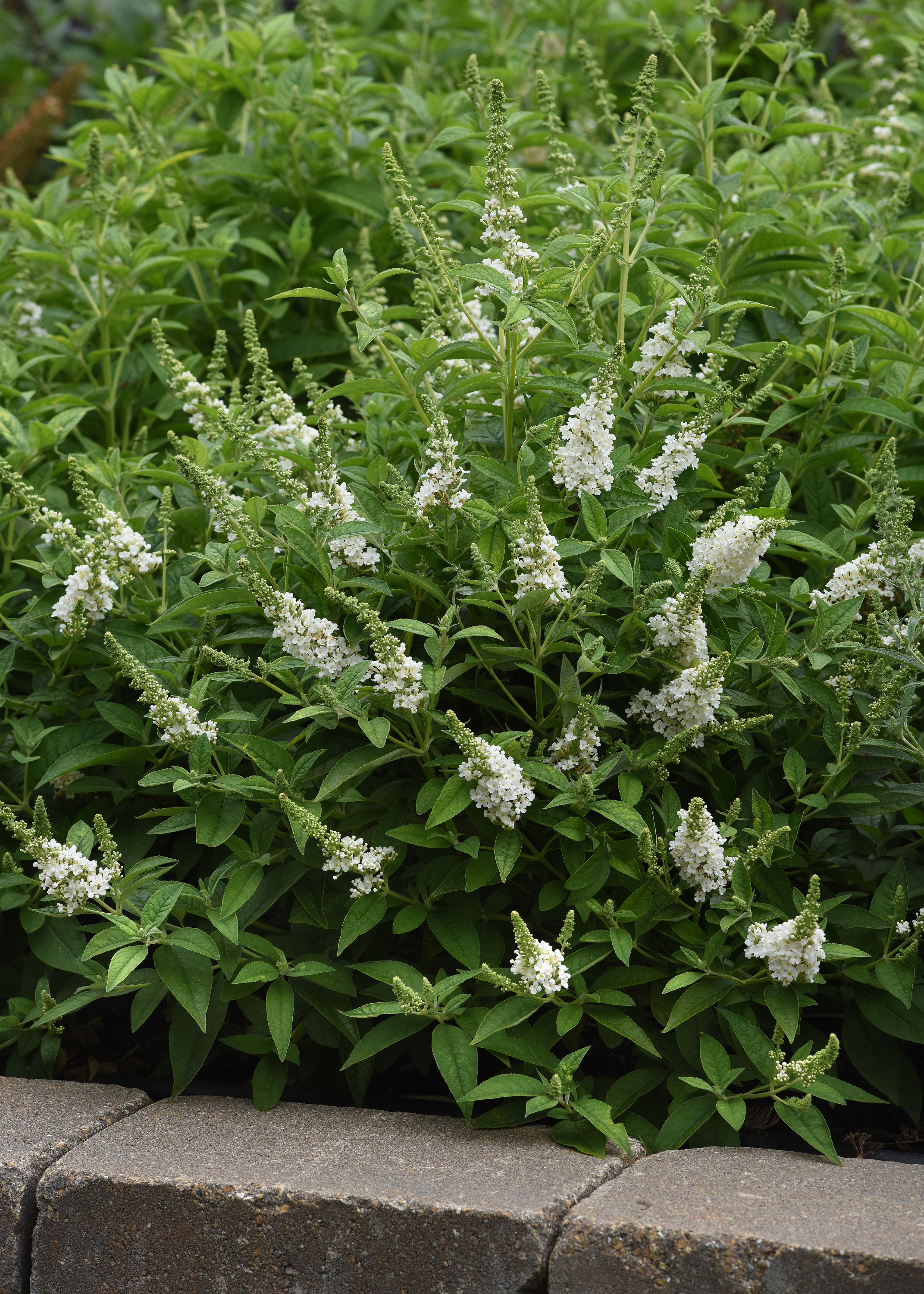 Liliac de vară compact - Buddleja davidii Chrysalis™ ‘White’