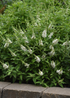 Liliac de vară compact - Buddleja davidii Chrysalis™ ‘White’
