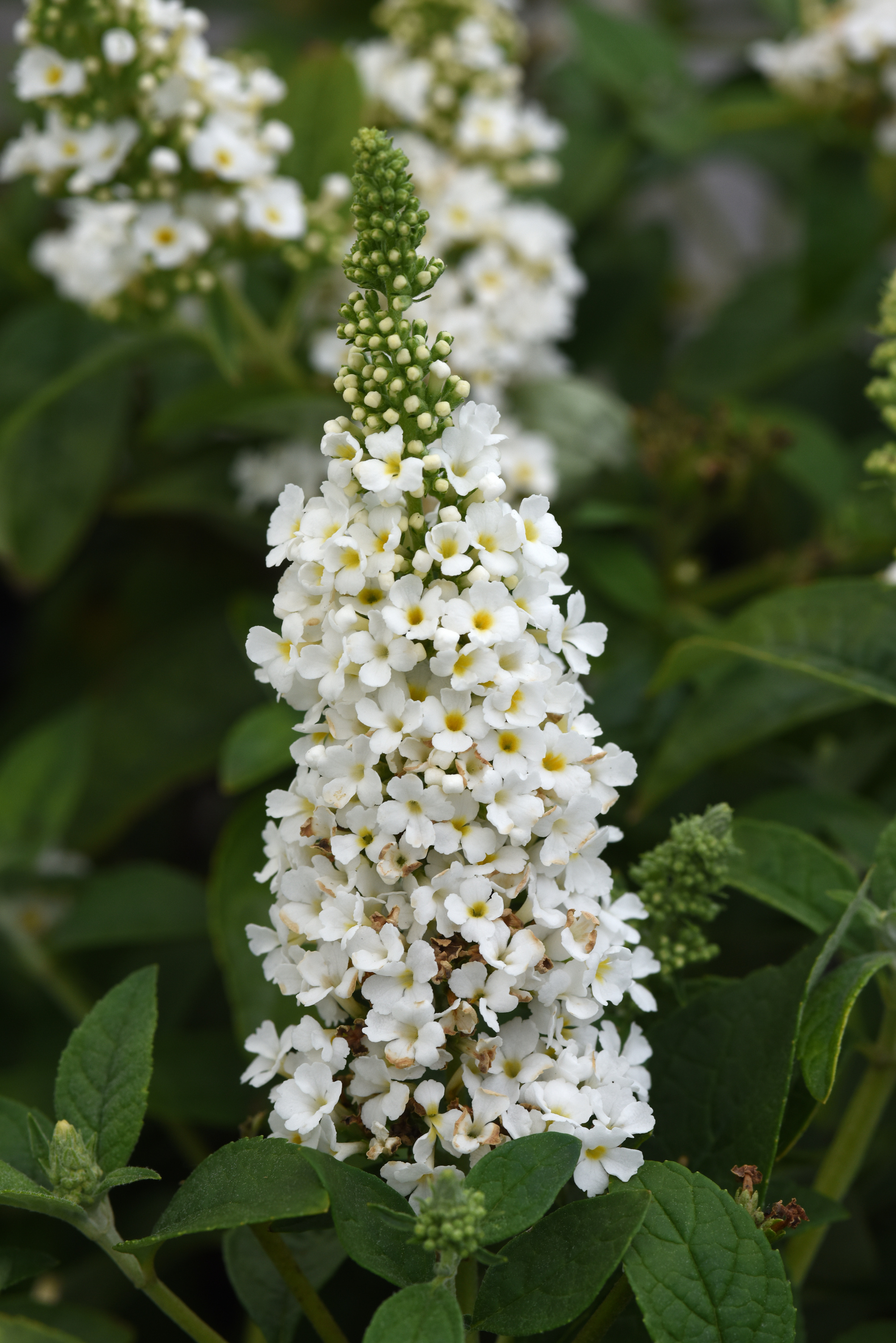Liliac de vară compact - Buddleja davidii Chrysalis™ ‘White’