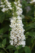 Liliac de vară compact - Buddleja davidii Chrysalis™ ‘White’