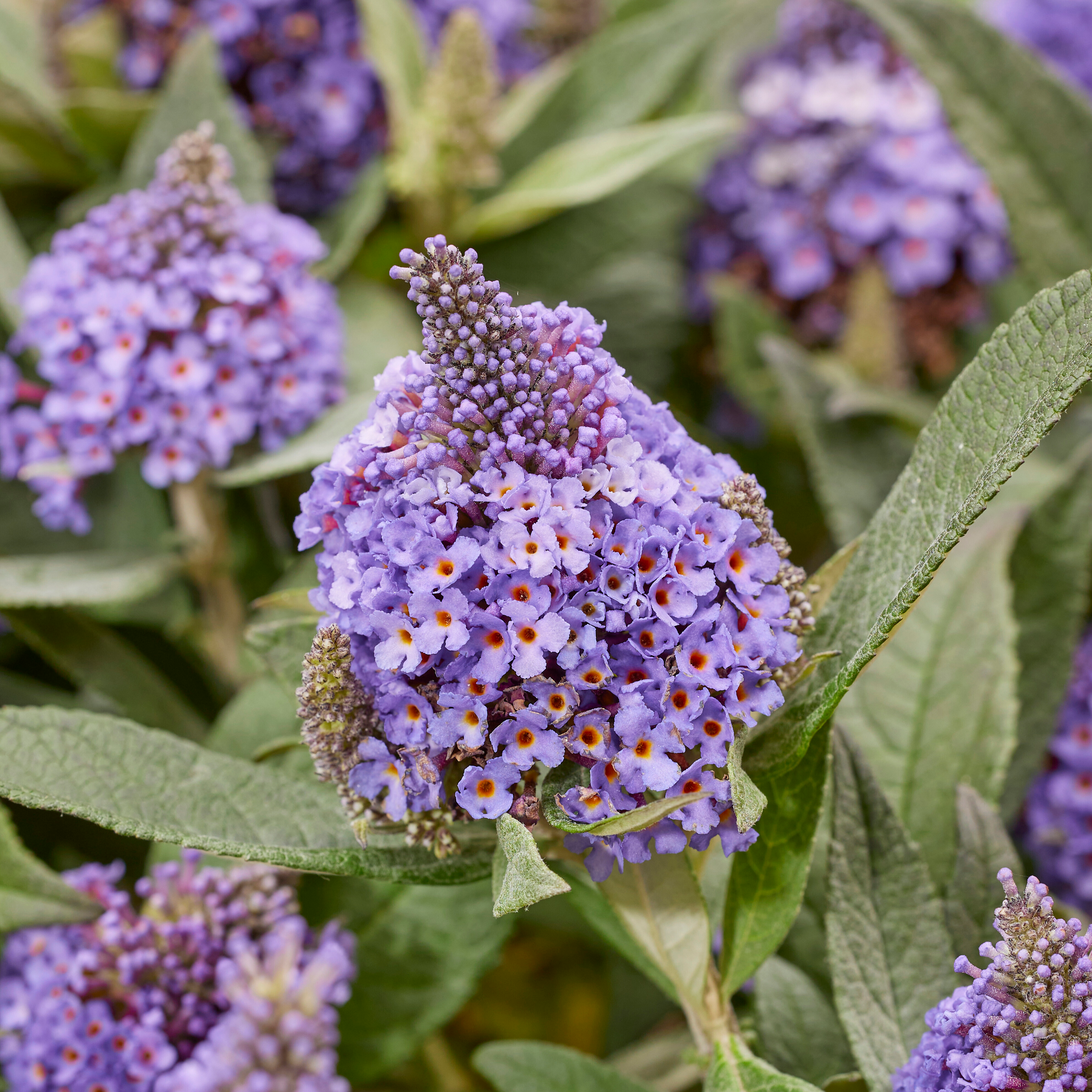 Liliac de vară pitic - Buddleja davidii Little Rockstars Blue