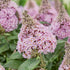 Liliac de vară pitic - Buddleja davidii Little Rockstars Pink