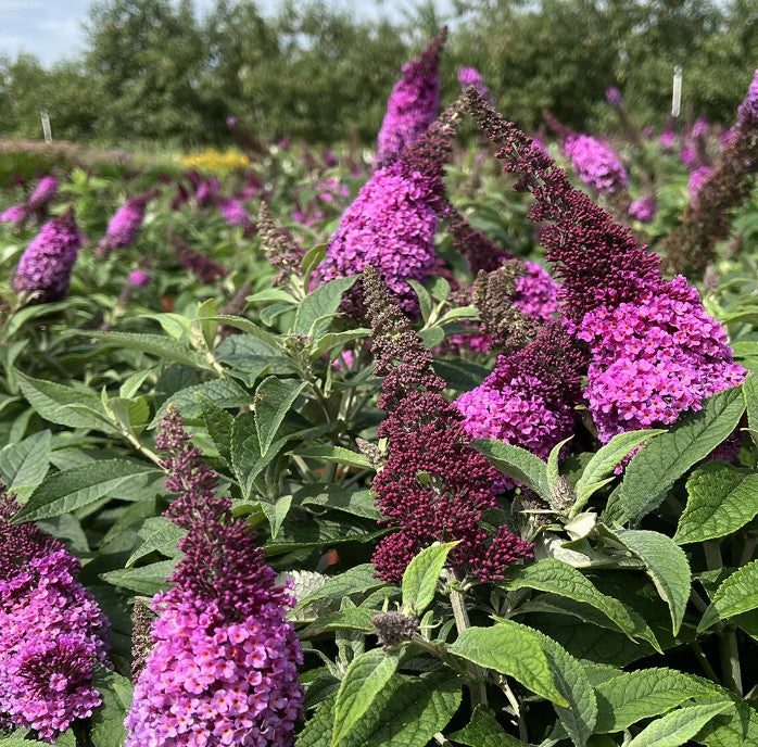 Lilliac de vară - Buddleja davidii Chrysalis™ ‘Pink’