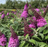 Lilliac de vară - Buddleja davidii Chrysalis™ ‘Pink’