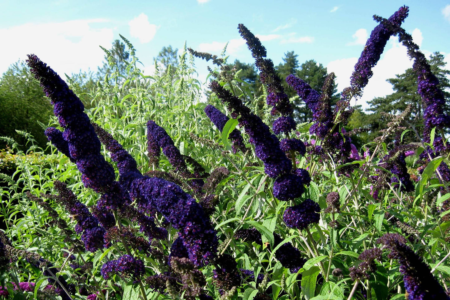 Liliac de vară violet - Buddleja davidii Black Knight