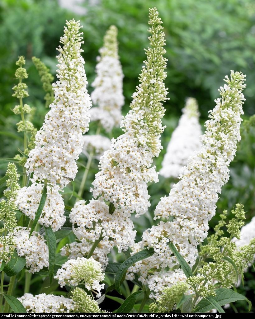 Liliac de vară Nanho White - Buddleja davidii 'Nanho White'