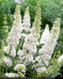 Liliac de vară Nanho White - Buddleja davidii 'Nanho White'
