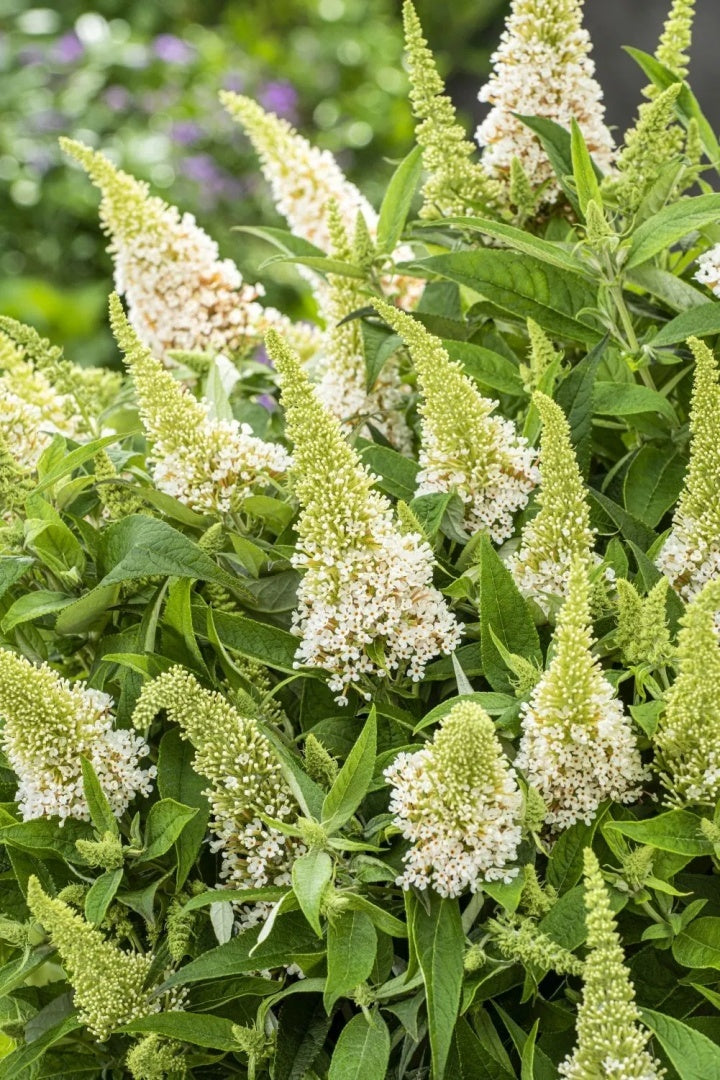 Liliac de vară pitic - Buddleja davidii Little Rockstars White