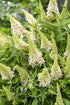 Liliac de vară pitic - Buddleja davidii Little Rockstars White
