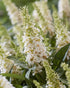 Liliac de vară pitic - Buddleja davidii Little Rockstars White