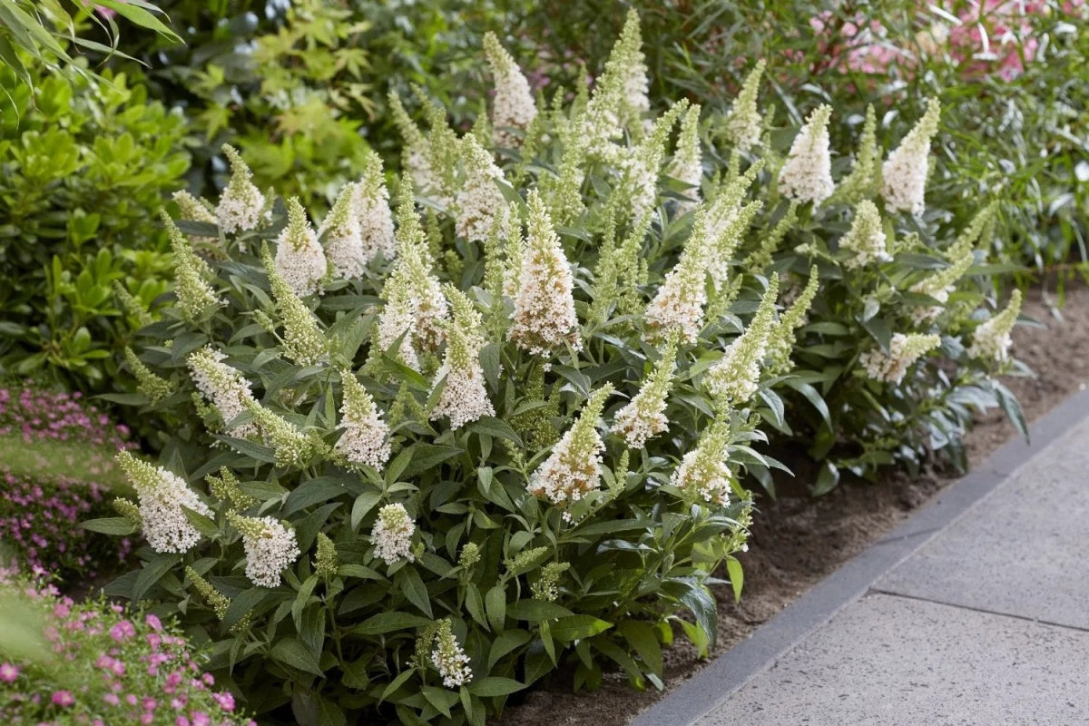 Liliac de vară pitic - Buddleja davidii Little Rockstars White