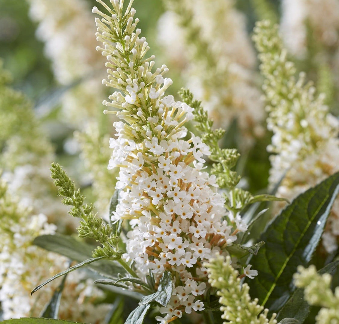 Liliac de vară pitic - Buddleja davidii Little Rockstars White